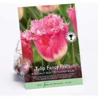 Tulip Fancy Frills
Tulip Fancy Frills