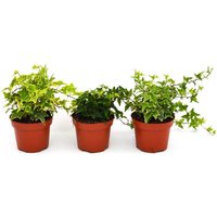 Ivy (Multiple Options Available)