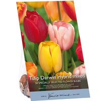 Tulip Darwin hybrid mixed
Tulip Darwin hybrid mixed
