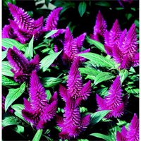 Caracas' Cockscomb - 12cm
Caracas' Cockscomb - 12cm