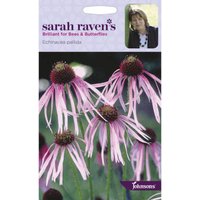 Sarah Ravens Echinacea Pallida Seeds
Sarah Ravens Echinacea Pallida Seeds