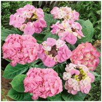 Black Stem' Hydrangea Pink -23cm
Black Stem' Hydrangea Pink -23cm