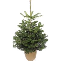 3.5-4ft Living Pot Grown Nordman Fir Real Christmas Tree
3.5-4ft Living Pot Grown Nordman Fir Real Christmas Tree