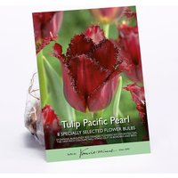 Tulip Pacific Pearl
Tulip Pacific Pearl