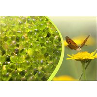 Canadian Spa Company Chamomile Aromatherapy Scent Pouch
Canadian Spa Company Chamomile Aromatherapy Scent Pouch