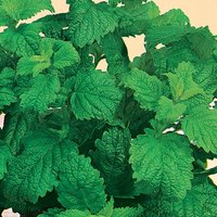 Lemon Balm - 1L
Lemon Balm - 1L