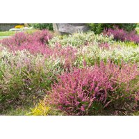 Heather Mix 12cm Calluna Garden Girls
Heather Mix 12cm Calluna Garden Girls