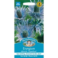 Mr. Fothergill's Eryngium Alpinum Superbum Seeds
Mr. Fothergill's Eryngium Alpinum Superbum Seeds