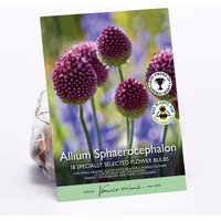 Allium Sphaerocephalon
Allium Sphaerocephalon