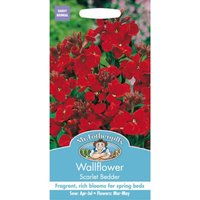 Mr. Fothergill's Wallflower Scarlet Bedder Seeds
Mr. Fothergill's Wallflower Scarlet Bedder Seeds