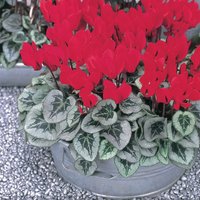 Large Cyclamen (Cyclamen Persicum Hybrid) Plant
Large Cyclamen (Cyclamen Persicum Hybrid) Plant