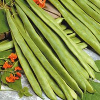 Mr. Fothergill's Runner Bean Streamline Seeds
Mr. Fothergill's Runner Bean Streamline Seeds