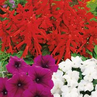 24 Pack Bedding Plants Selection - Summer
24 Pack Bedding Plants Selection - Summer