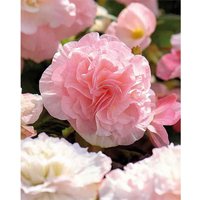 Begonia - Wummi Apfelblute - Summer Bloom Bulbs
Begonia - Wummi Apfelblute - Summer Bloom Bulbs