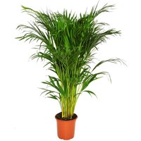 Areca 21cm
Areca 21cm
