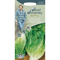 David Domoney Lettuce Little Gem Seeds
David Domoney Lettuce Little Gem Seeds