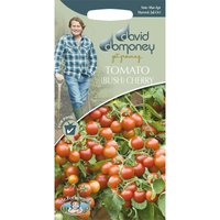 David Domoney Tomato (Bush) Cherry Seeds
David Domoney Tomato (Bush) Cherry Seeds