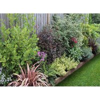 Evergreen Border 5m x 40cm
Evergreen Border 5m x 40cm