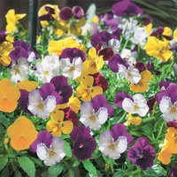Bedding Mix Spring Trailing 6 Pack