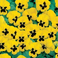 10 Pack of Viola
10 Pack of Viola