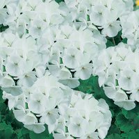 6 Pack of Gernanium
6 Pack of Gernanium