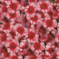 Dianthus 6 Pack
Dianthus 6 Pack