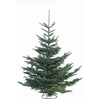 5-6ft Noble Fir Real Cut Christmas Tree
5-6ft Noble Fir Real Cut Christmas Tree