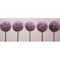 Row Of Alliums Canvas
Row Of Alliums Canvas