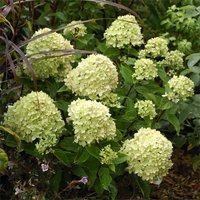 Hydrangea Paniculata Mixed 10L
Hydrangea Paniculata Mixed 10L