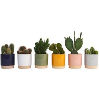 Cactus mix in Eno Duo pot 13cm
Cactus mix in Eno Duo pot 13cm
