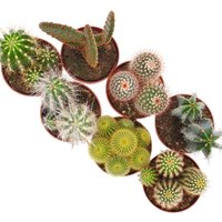 Cactus Mix 8.5cm
Cactus Mix 8.5cm