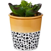 Small Plant in Dalmatian & Ochre Pot
Small Plant in Dalmatian & Ochre Pot