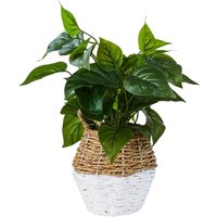 Plant in Two Tone Basket - White & Natural 
Plant in Two Tone Basket - White & Natural