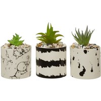 Mono Black & White Succulents - Set of 3
Mono Black & White Succulents - Set of 3