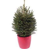 2-2.5ft Living Pot Grown Norway Spruce Real Christmas Tree
2-2.5ft Living Pot Grown Norway Spruce Real Christmas Tree