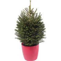 2-2.5ft Living Potted Norway Spruce Real Christmas Tree
2-2.5ft Living Potted Norway Spruce Real Christmas Tree