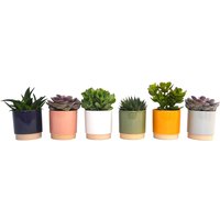 Succulent in Eno Duo Pot - 13cm
Succulent in Eno Duo Pot - 13cm