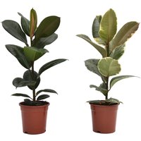 Ficus Robusta/Tineke 17cm
Ficus Robusta/Tineke 17cm