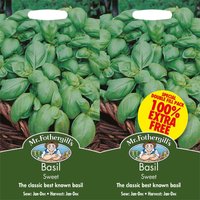 Mr. Fothergill's Basil Sweet
Mr. Fothergill's Basil Sweet