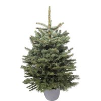 2.5-3ft Living Potted Blue Spruce Real Christmas Tree
2.5-3ft Living Potted Blue Spruce Real Christmas Tree