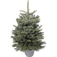 2.5-3ft Living Pot Grown Blue Spruce Real Christmas Tree
2.5-3ft Living Pot Grown Blue Spruce Real Christmas Tree