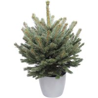 1.5-2ft Living Pot Grown Blue Spruce Real Christmas Tree
1.5-2ft Living Pot Grown Blue Spruce Real Christmas Tree