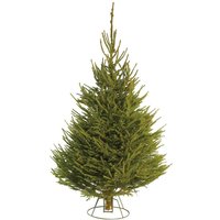6-7ft Norway Spruce Real Cut Christmas Tree
6-7ft Norway Spruce Real Cut Christmas Tree