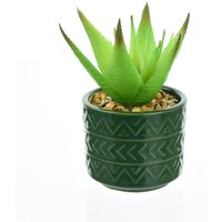 Succulent in Teal Pot
Succulent in Teal Pot