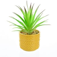 Spiky Succulent in Ochre Pot
Spiky Succulent in Ochre Pot