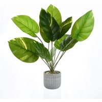 Leafy Plant in Grey Pot
Leafy Plant in Grey Pot