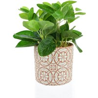 Leafy Plant in Terracotta Pot
Leafy Plant in Terracotta Pot