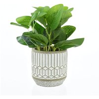 Leafy Plant in Cement Pot - Large
Leafy Plant in Cement Pot - Large