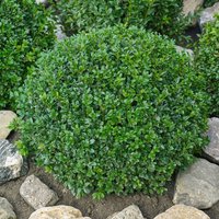 Buxus Ball 29cm Pot
Buxus Ball 29cm Pot