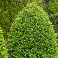 Buxus Bush 17cm
Buxus Bush 17cm